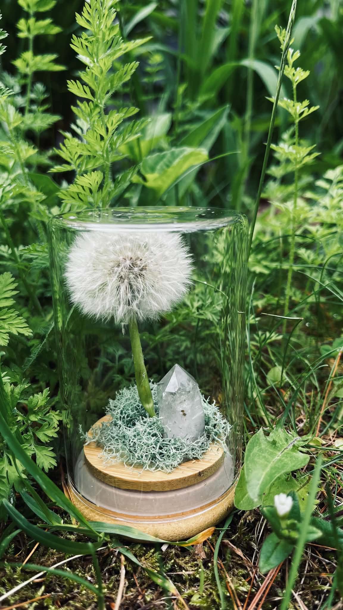 Everlasting Wish- A Preserved Dandelion PRE-ORDER