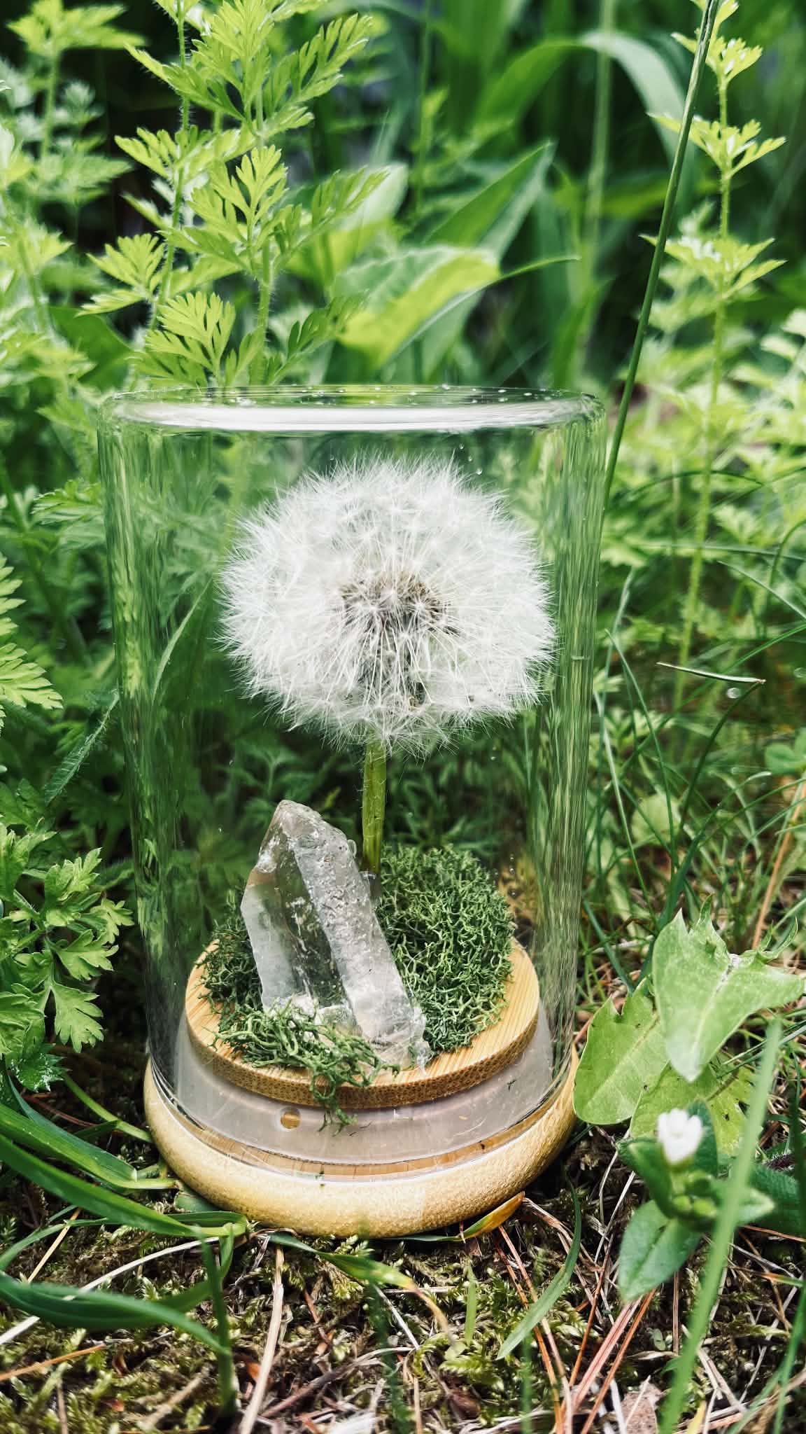 Everlasting Wish- A Preserved Dandelion PRE-ORDER