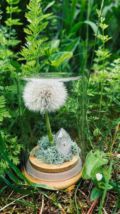 Everlasting Wish- A Preserved Dandelion PRE-ORDER