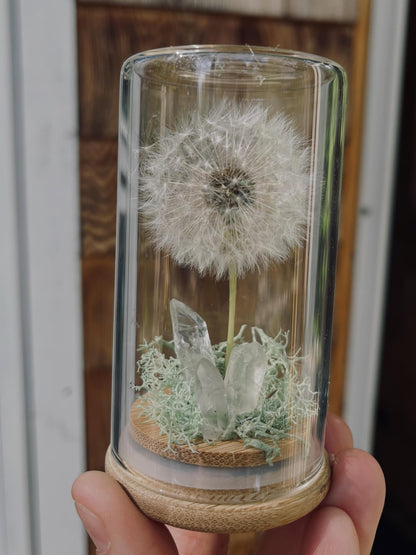 Everlasting Wish- A Preserved Dandelion PRE-ORDER