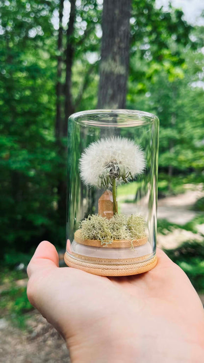 Everlasting Wish- A Preserved Dandelion PRE-ORDER