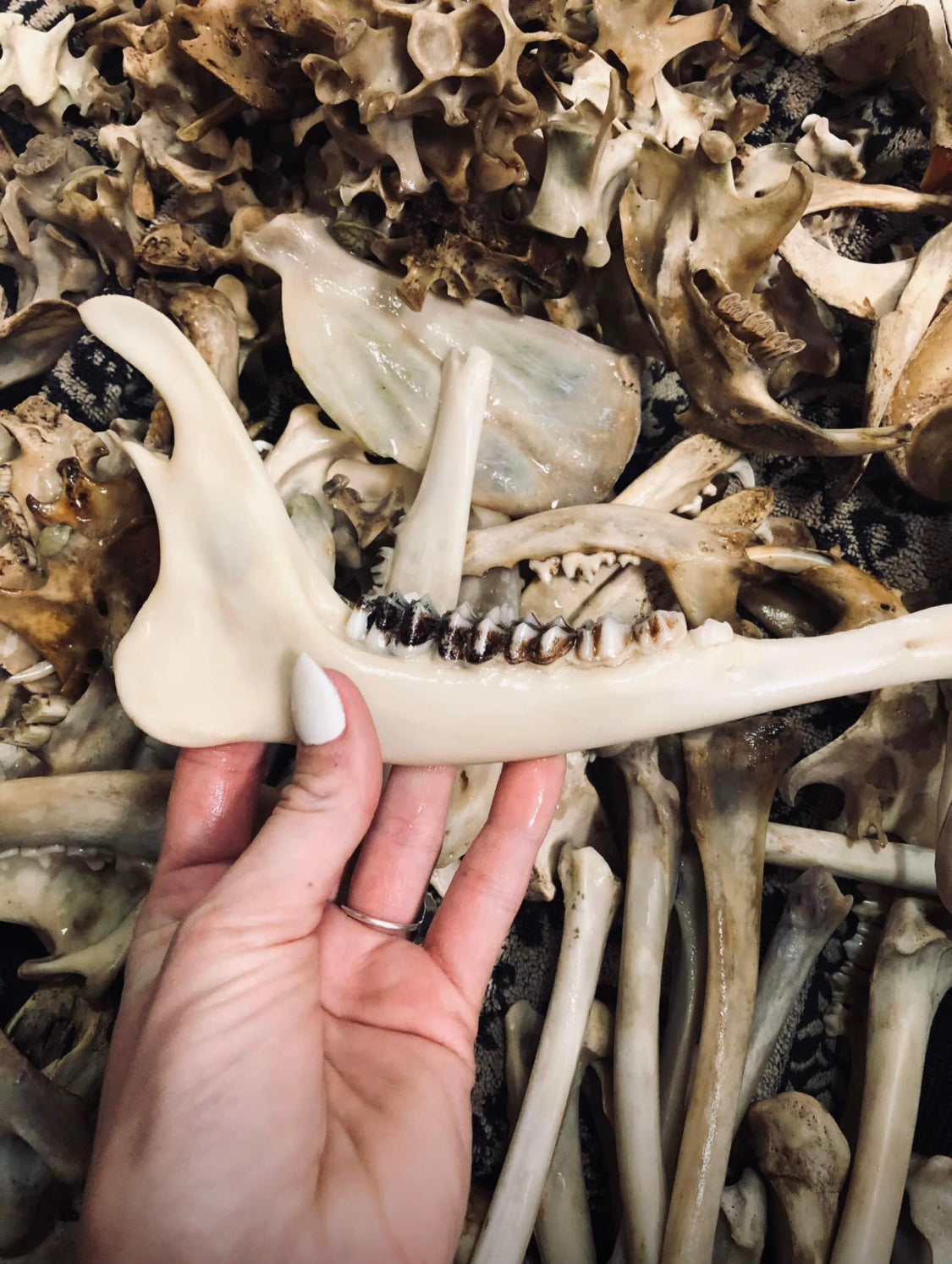 Wall-Mountable Bone and Flora Plaques