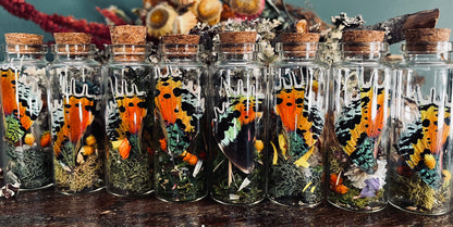 Butterfly Wing Oddity Jar- Madagascan Sunset/Urania Ripheus
