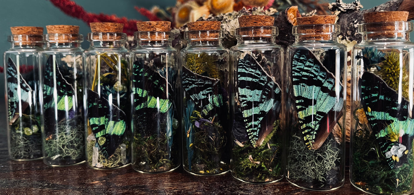 Butterfly Wing Oddity Jar- Madagascan Sunset/Urania Ripheus