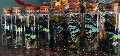Butterfly Wing Oddity Jar- Madagascan Sunset/Urania Ripheus