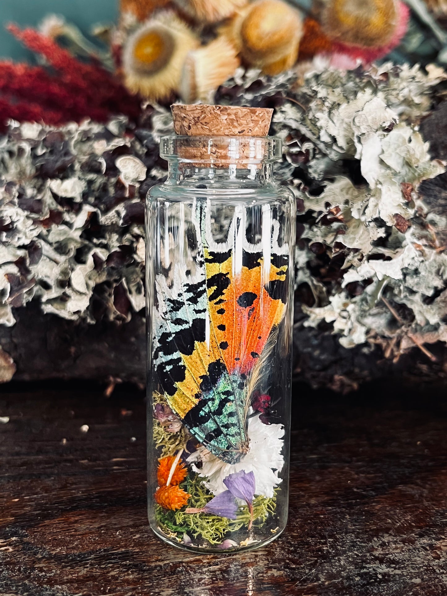 Butterfly Wing Oddity Jar- Madagascan Sunset/Urania Ripheus