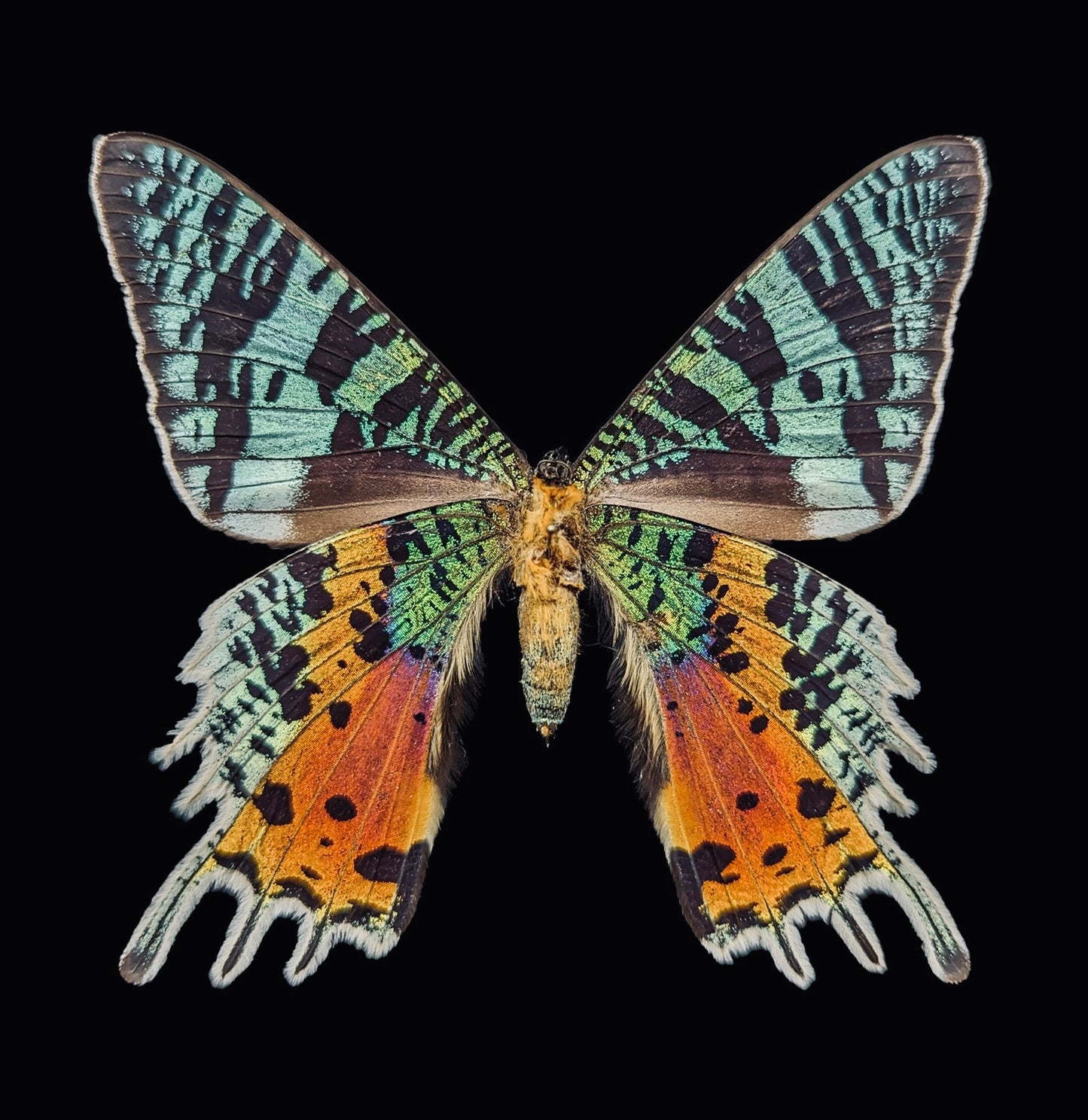 Butterfly Wing Oddity Jar- Madagascan Sunset/Urania Ripheus