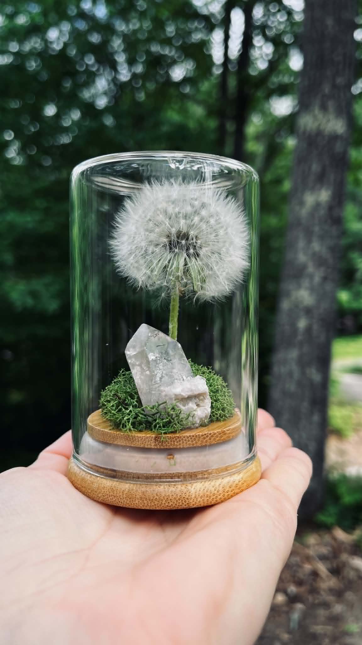 Everlasting Wish- A Preserved Dandelion PRE-ORDER