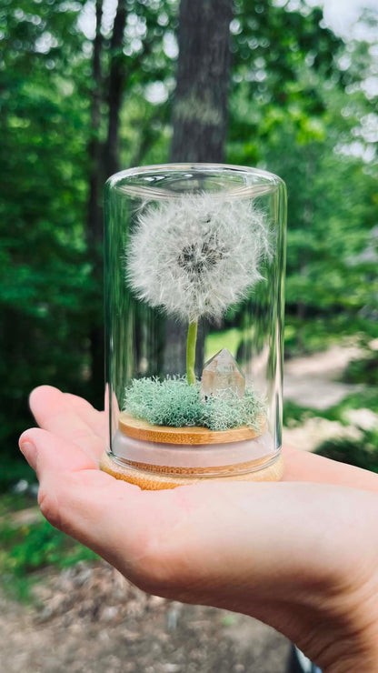 Everlasting Wish- A Preserved Dandelion PRE-ORDER
