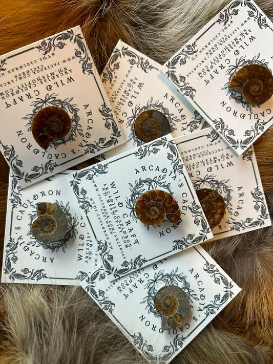 Elite Fossil Energy: A Tiny Ammonite Pin