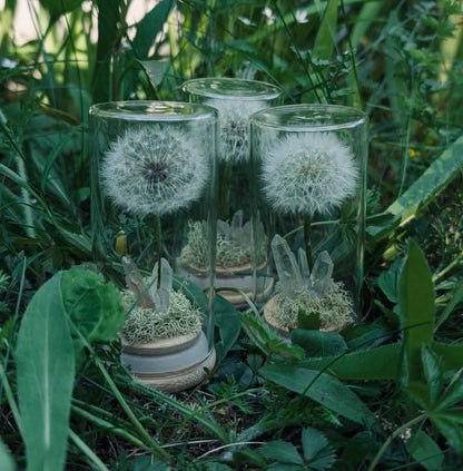 Everlasting Wish- A Preserved Dandelion PRE-ORDER